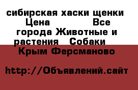 сибирская хаски щенки › Цена ­ 10 000 - Все города Животные и растения » Собаки   . Крым,Ферсманово